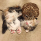 Image for article titled When a Cat and an Owl Develop a Beautiful Friendship